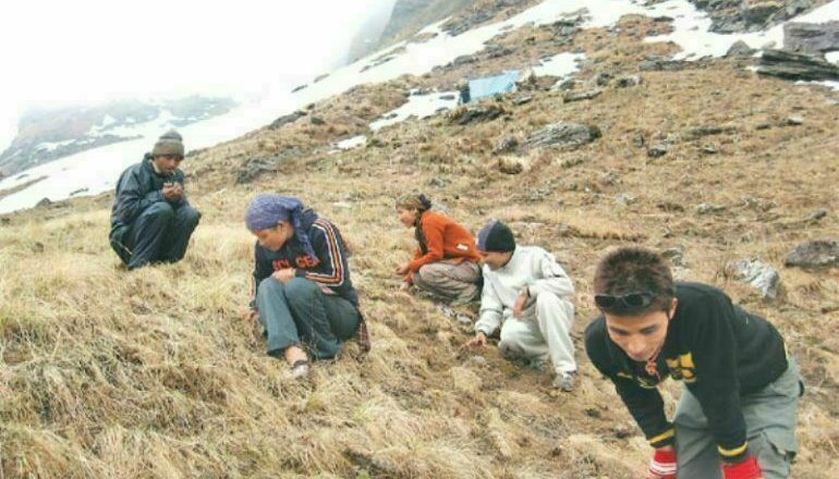 डोल्पामा आगामी जेठ पहिलो सातादेखि यार्सागुम्बा सङ्कलन